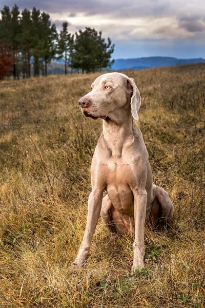魏玛兰犬在秋天的草地上。草地上的猎犬。狩猎季节。阴天狩猎。一个漂亮的狗。