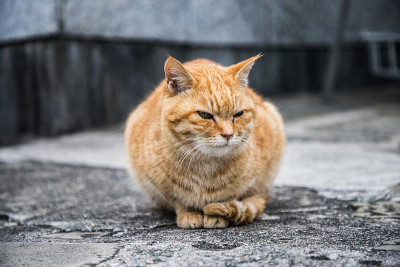 街上的流浪猫