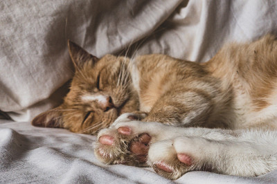 姜睡觉的猫