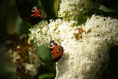 孔雀蝴蝶,butterfly-bush