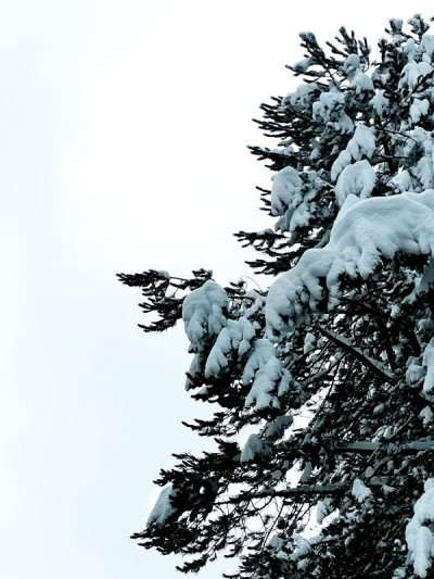 雪树