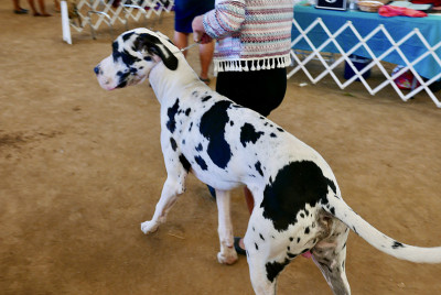 大丹犬