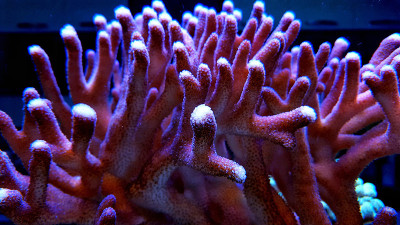 珊瑚礁水族馆里的粉红色柱花草生珊瑚