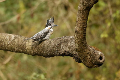 冠翠鸟，Megaceryle lugubris, Sattal，北阿坎德邦，印度