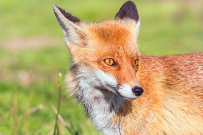 赤狐特写肖像(Vulpes Vulpes)