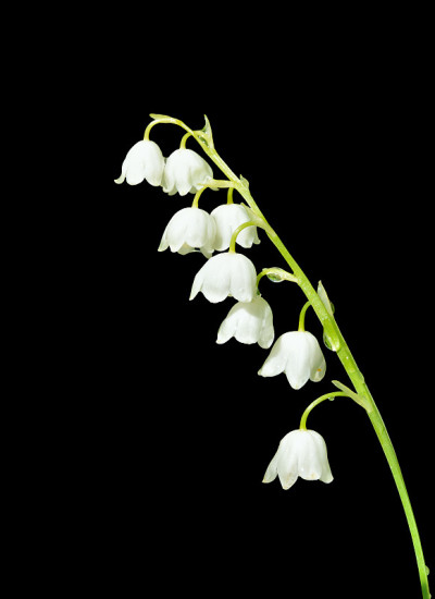 铃兰的花