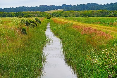 深绿色景观的北加州湿地