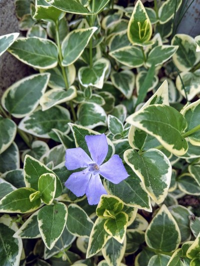 小长春花或普通长春花多年生草本植物靠墙生长