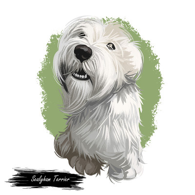 西利汉犬玩具神、小宠物水彩画人像数码艺术。手画家畜，长毛犬，纯种