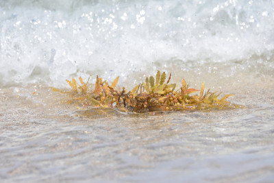 漂浮在水中的海藻