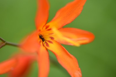 Crocosmia