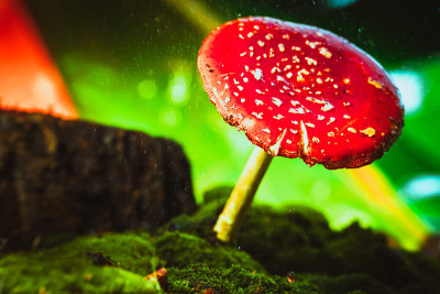 美丽的红色与白色斑点蘑菇上的苔藓