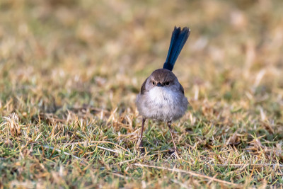 极好的Fairy-wren