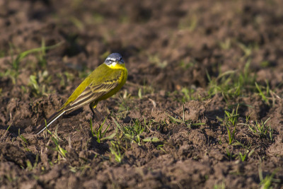 西部黄wagtail(莫塔西拉黄)