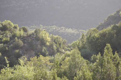 山