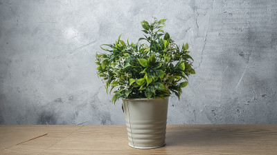 漂亮的绿色人工植物花盆在浅灰色墙壁背景。空间的文本。
