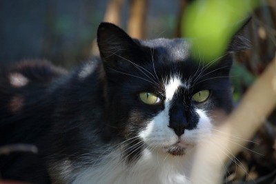 一只潜伏在灌木丛中的猫
