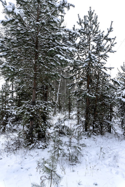森林里的冬天，树上的雪，漂亮的圣诞节背景