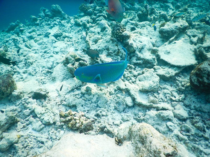 浮游生物及热带鱼