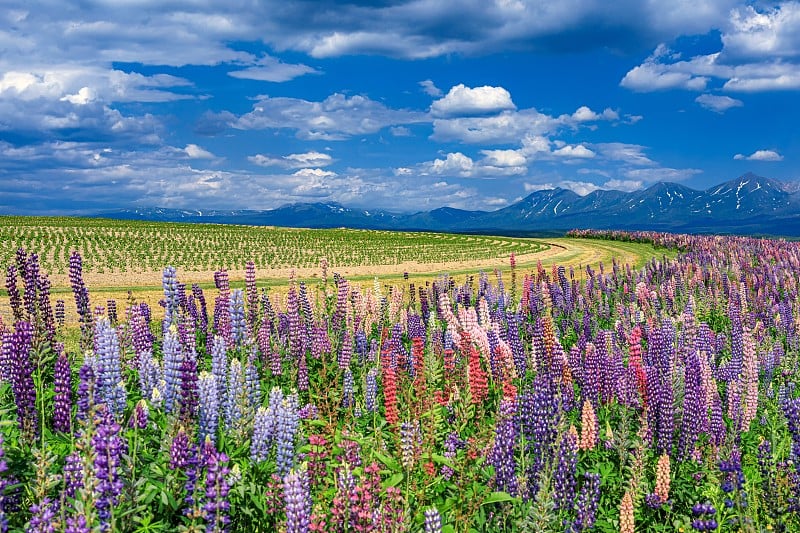 日本北海道上风野镇初夏景色