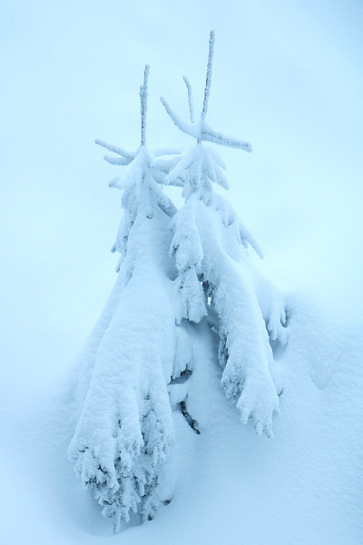 充满活力的寒假背景与松树覆盖着大雪