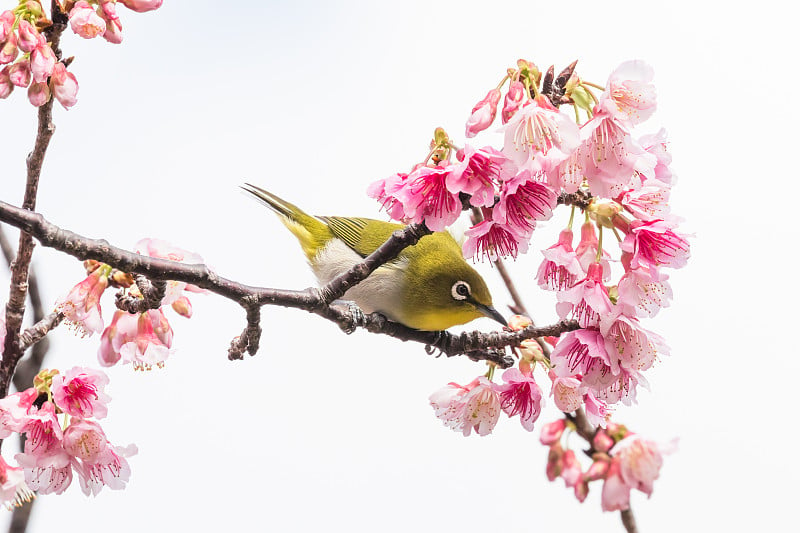 樱花和日本白眼