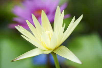 莲花