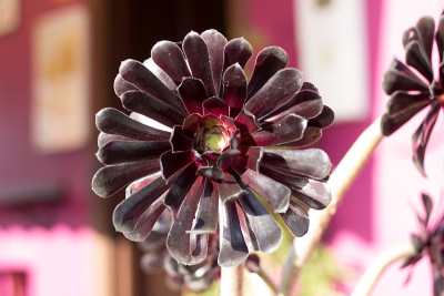 Aeonium arboreum个
