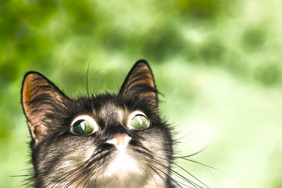 绿色背景下的神秘猫