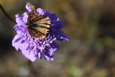 蝴蝶坐花