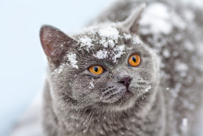 白雪覆盖的猫