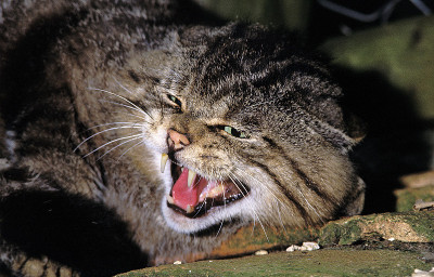 欧洲野猫，成年咆哮