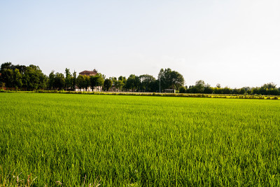 Riso, Pianura Padana, Novara, Piemonte，意大利