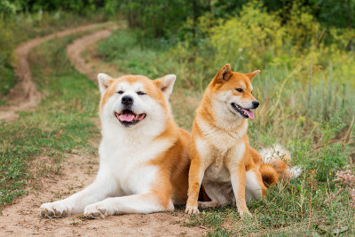 两只日本狗:秋田犬和柴犬