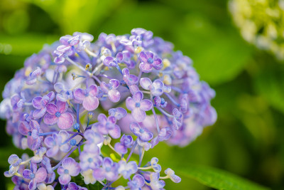 绣球花花