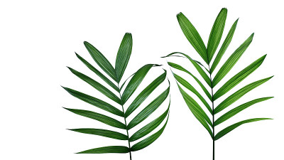 热带Parlour palm或Neanthe bella (Chamaedorea elegans)