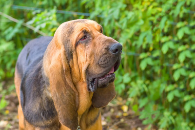 侦探犬小狗特写