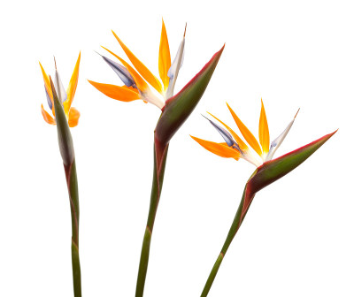 Strelitzia reginae