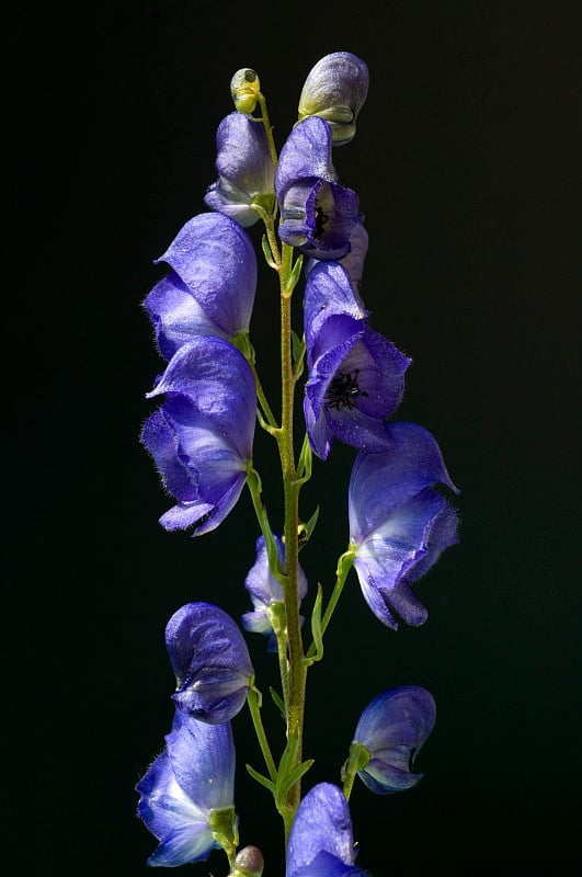 舟形乌头;Aconitium, Napellus