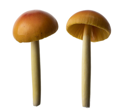 白伞菌，野生蘑菇孤立在白色背景上，有修剪路径