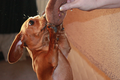 迷你腊肠犬