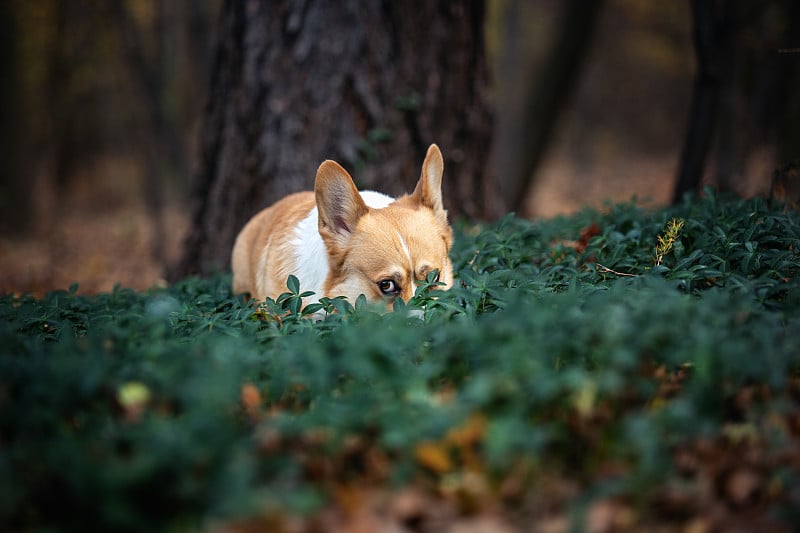 威尔士柯基犬彭布罗克摆姿势拍照