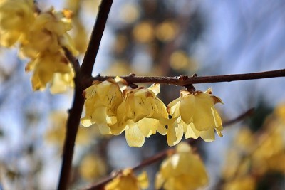 “蜡梅”像蜡像