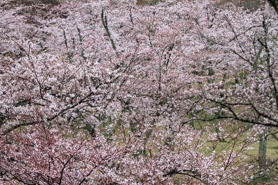 日本静冈县伊豆的佐藤樱(多雨)