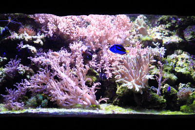 海洋水族馆的背景