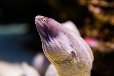 几何鳗鱼鱼在两个海洋水族馆。开普敦