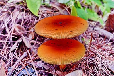 轻热带雨林蘑菇