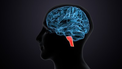 人脑交叉解剖学的三维渲染