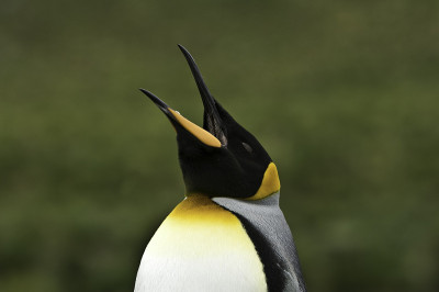 王企鹅(Aptenodytes patagonicus)是第二大企鹅种类。金港，南乔治亚岛。
