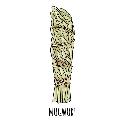 Sage smudge stick hand-drawn doodle isolated illus